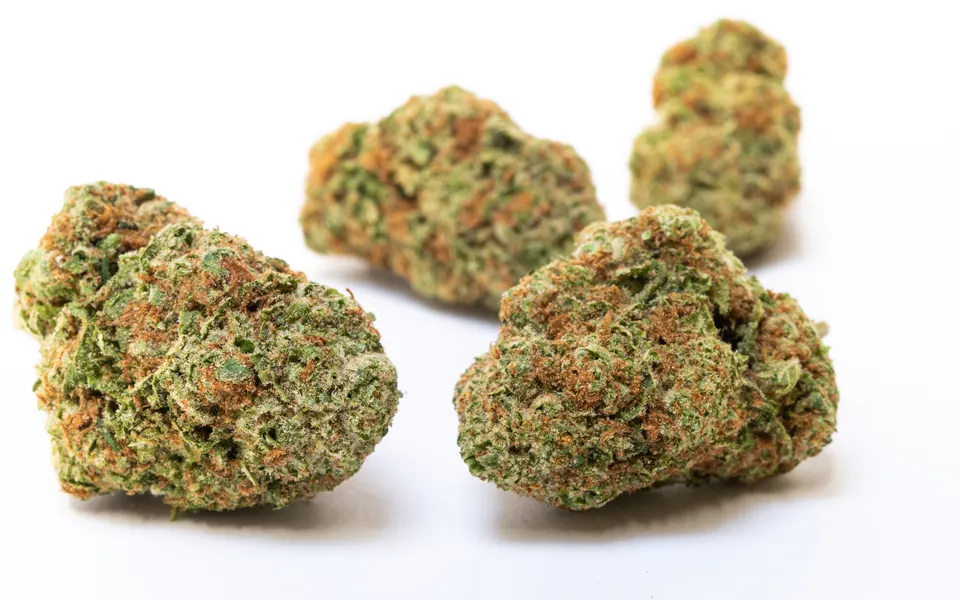 Close-up of cured cannabis flower